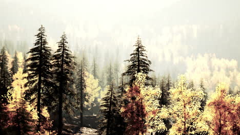 autumn forest