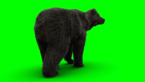 standing bear. green screen realistic animation.