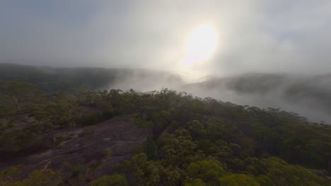 misty forest - early morning fly through