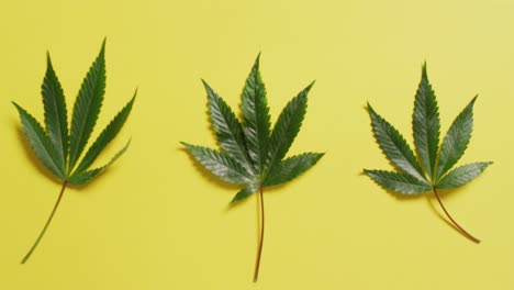 Video-of-marijuana-leaves-on-yellow-background