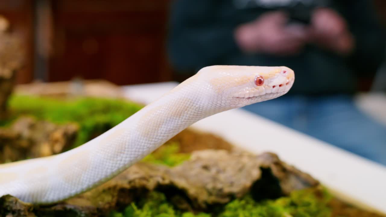 White snake with red eyes moves slowly across mossy ground in slow motion