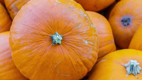 hacer zoom en las calabazas naranjas