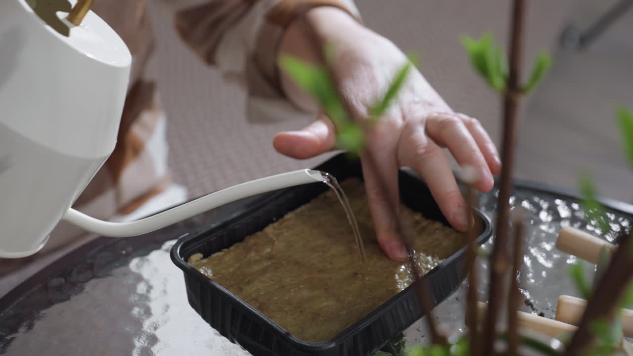 Hand of woman gardening indoors pressing seed medium with fingertip while pouring water from slender spout watering can into plastic container on glass table nurturing plant care ritual