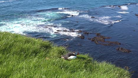 Bonito-Primer-Plano-De-Un-Lindo-Frailecillo-Posando-En-La-Costa-De-Islandia,-Cerca-De-Latrabjarg-5