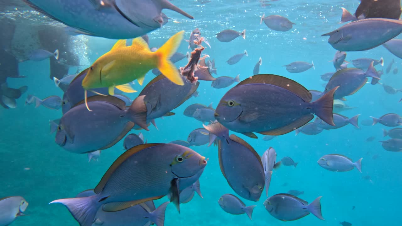 Snorkeling alle Maldive sulla barriera corallina con un banco di pesci tropicali.