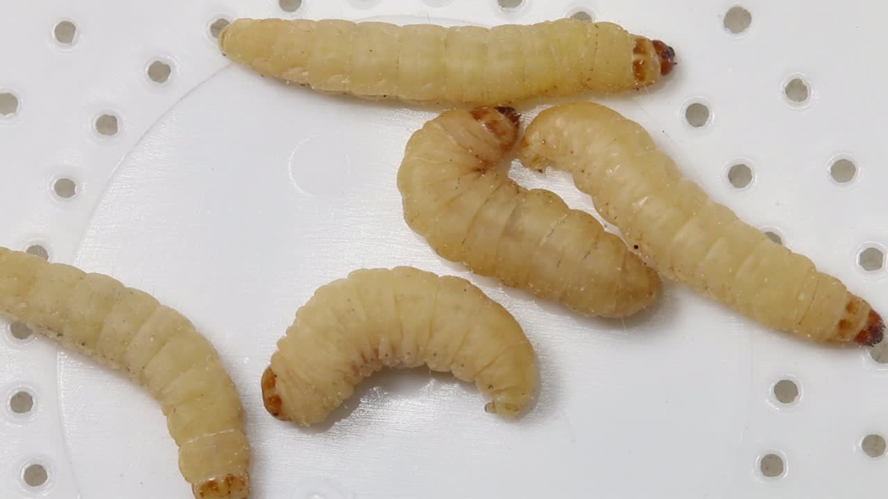 Closeup of Waxgrubs