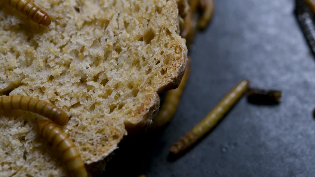 밀웜은 물고기, 뱀, 새, 개구리와 같은 애완동물에게 먹이를 주는 데 사용되는 딱정벌레의 일종입니다.