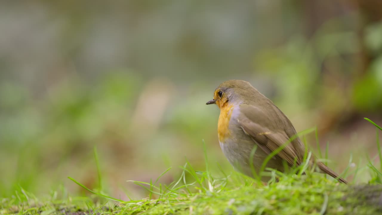 Rouge-gorge vu de derrière sautant sur un sol mousseux, disparaissant du cadre dans une forêt clairsemée