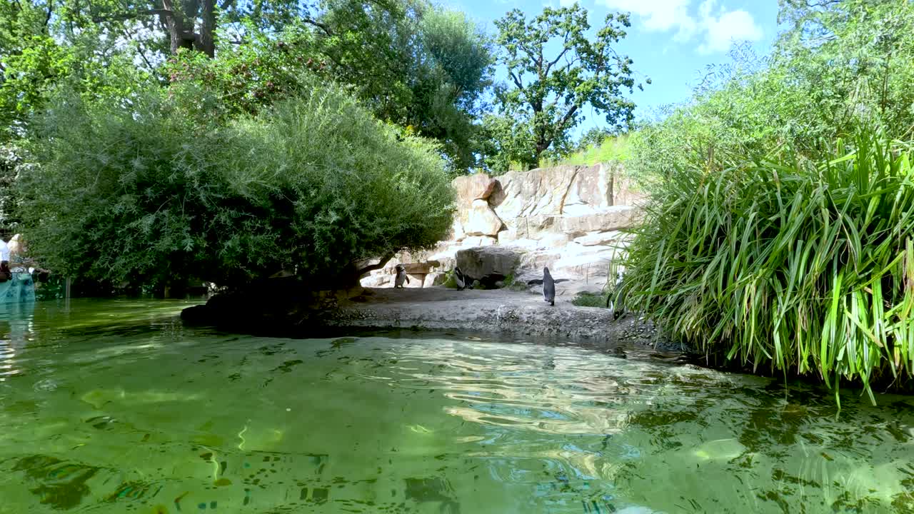 Penguin swimming underwater and surfacing in lush outdoor zoo pool, split view, daylight