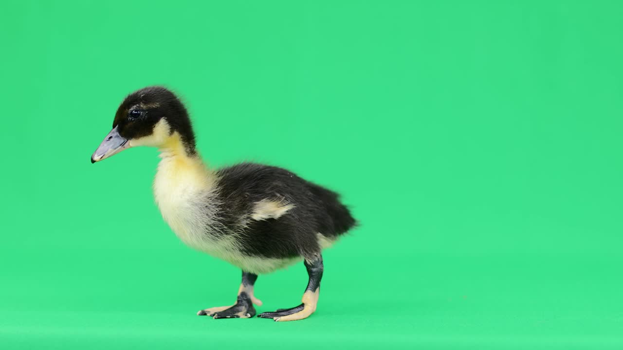 웃긴 검은색과 노란색의 아기 오리들이 초록색 바탕에 서 있습니다.