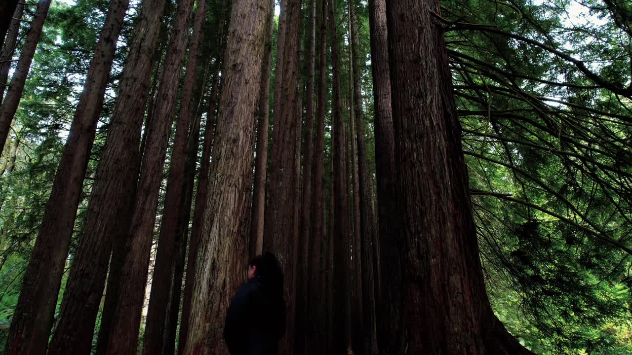 Drone che inquadra la chioma degli alberi mentre una ragazza esplora la foresta di sequoie della California