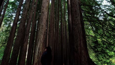 drone pans up to canopy as girl explores california redwood forest