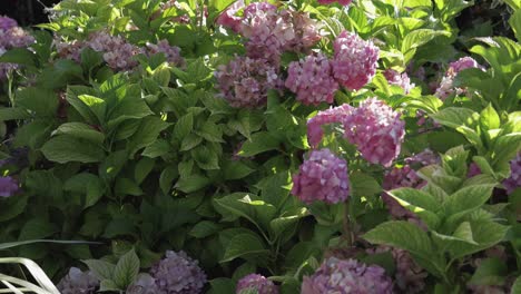 in a serene garden, pink flowers bloom, vibrant display of floral elegance in the summer sun