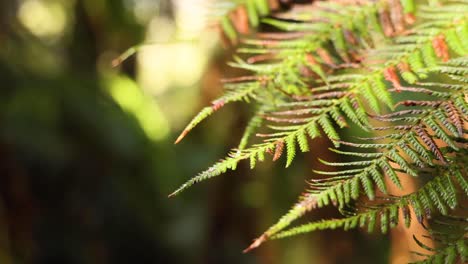 close-up of fern leaf in rainforest setting