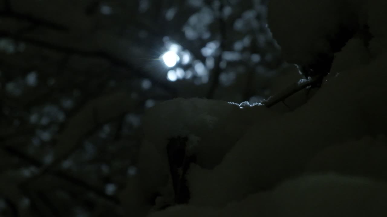 árboles con nieve en cámara lenta