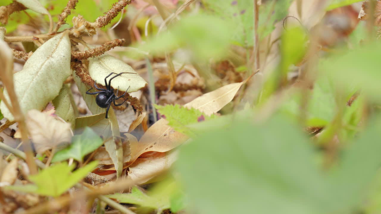una araña viuda negra entre hojas de otoño caídas en el bosque