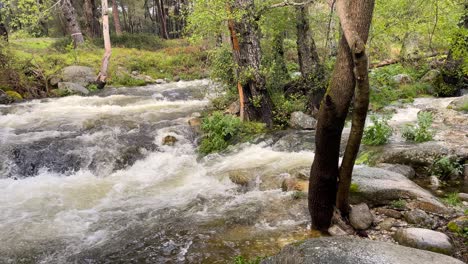 Filmaufnahmen-Des-Laufs-Eines-Flusses-Mit-Viel-Wasser,-Seinen-Uferbäumen-Und-Einer-Mittelalterlichen-Steinbrücke,-Auf-Deren-Bögen-Inschriften-Eingraviert-Sind,-La-Adrada,-Avila,-Spanien