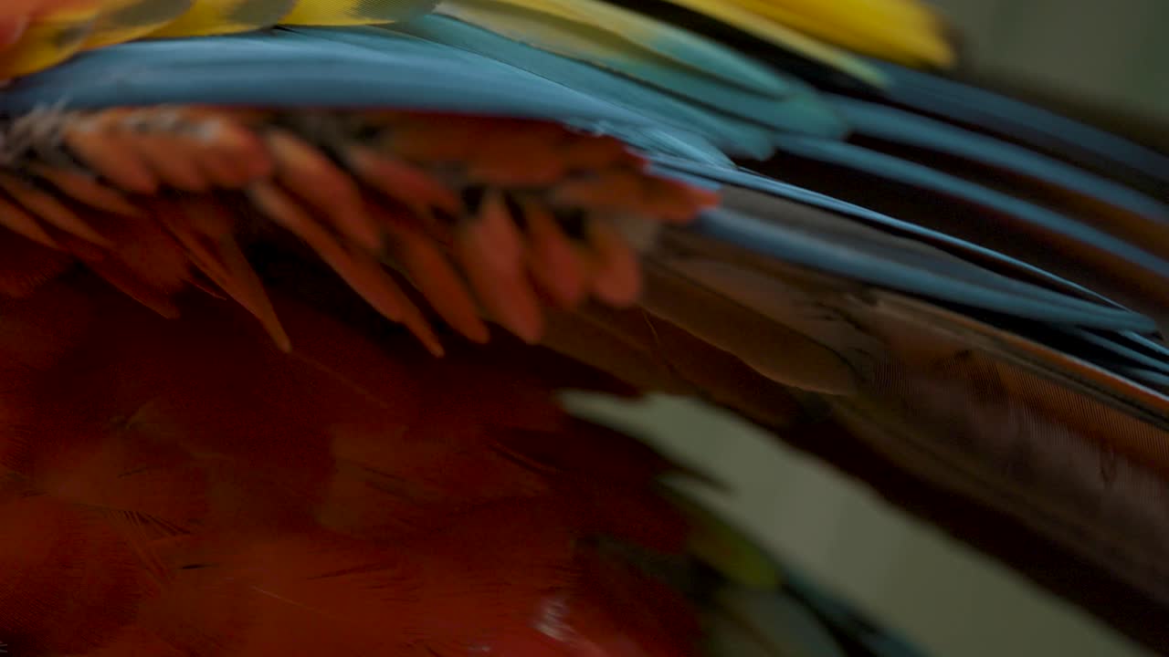 plumas únicas y vívidas del loro guacamayo escarlata