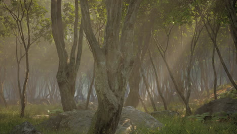 profunda jungla tropical en la oscuridad