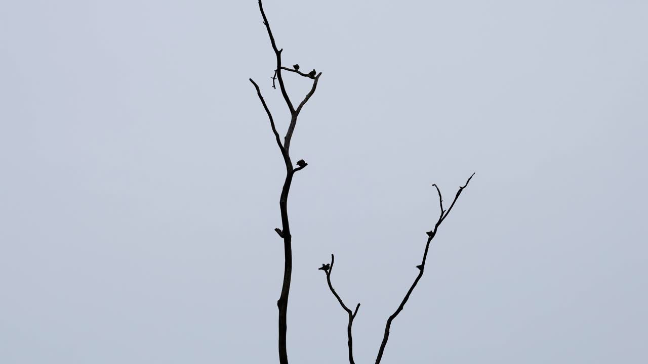 태양이 지기를 기다리는 무리, 두꺼운 부리 녹색 비둘기 treron curvirostra, kaeng krachan 국립 공원, 태국