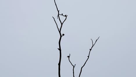 Flock-waiting-for-the-sun-to-set,-Thick-billed-Green-Pigeon-Treron-curvirostra,-Kaeng-Krachan-National-Park,-Thailand