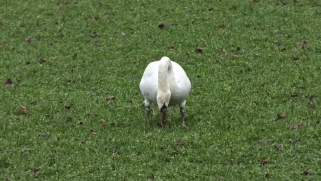 white swan seen from the front grazing in a meadow