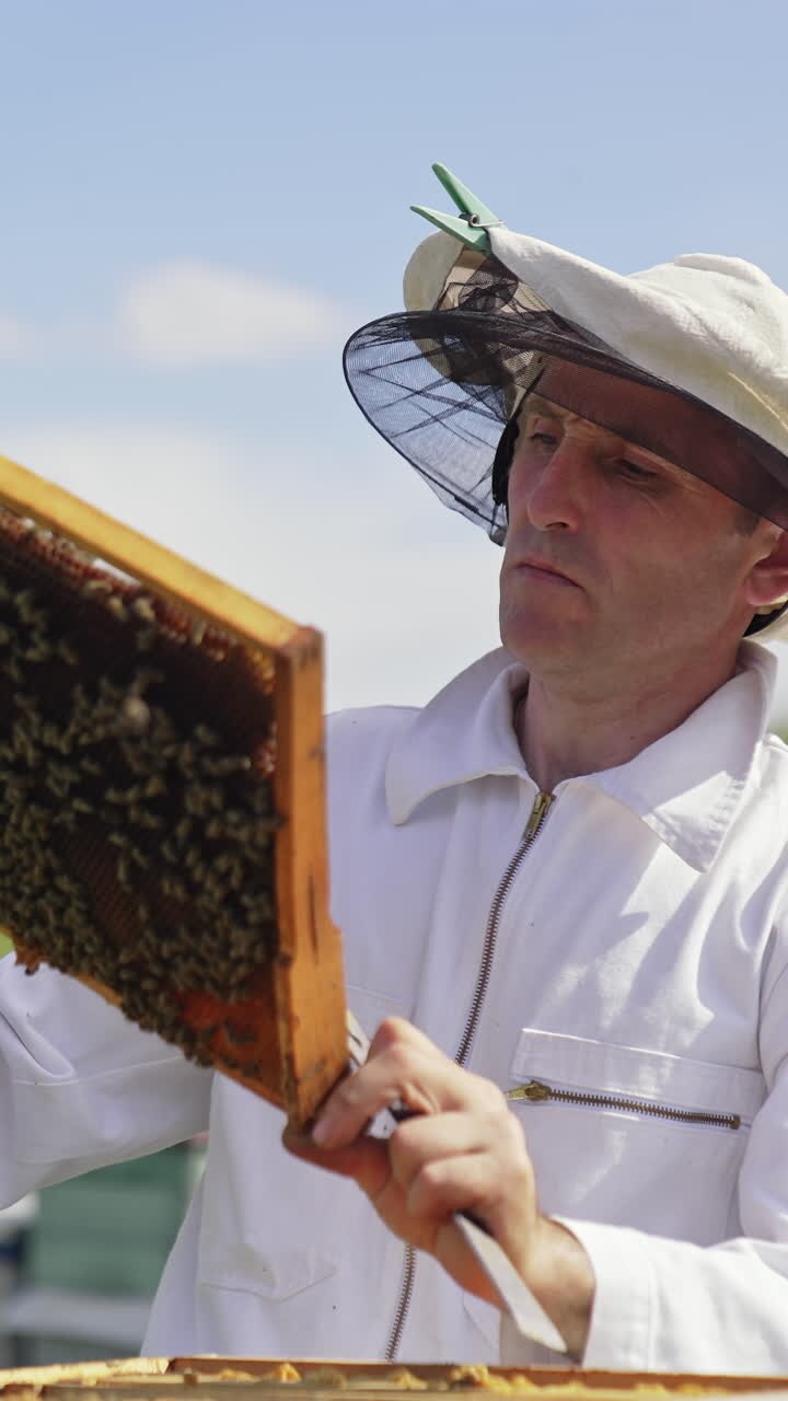 Apicoltore che lavora con le api. Apicoltore che ispeziona un telaio con favo nell'apiario.