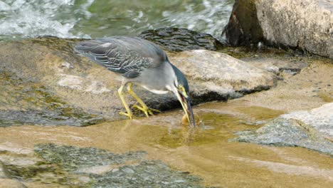 striated heron catches fish holding it in beak and rinse prey before eating at fast running creek water in south korea