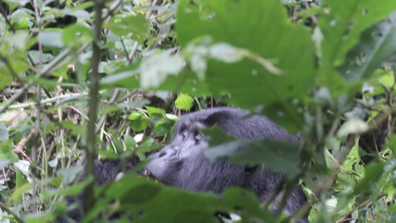primer plano de un gorila de montaña comiendo hojas de plantas