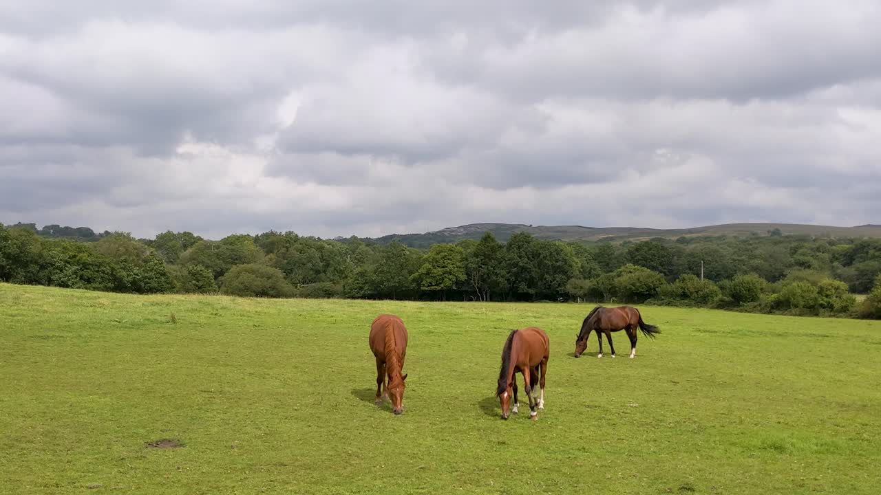 caballos pastando en un campo con colinas de fondo en brecon beacons uk 4k