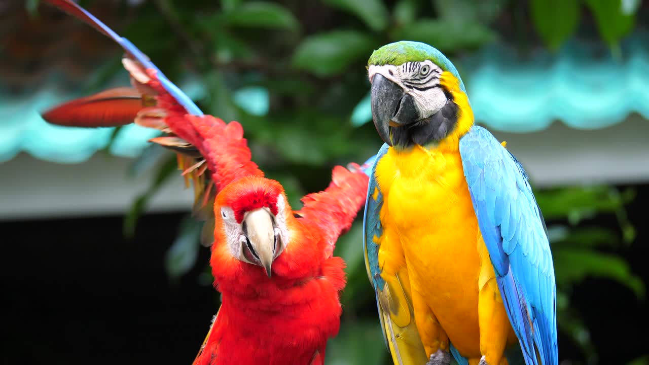 el loro está cerca.