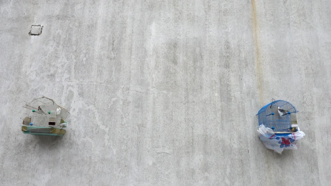 그리스 의 바가 근처 의 벽 에 있는 새