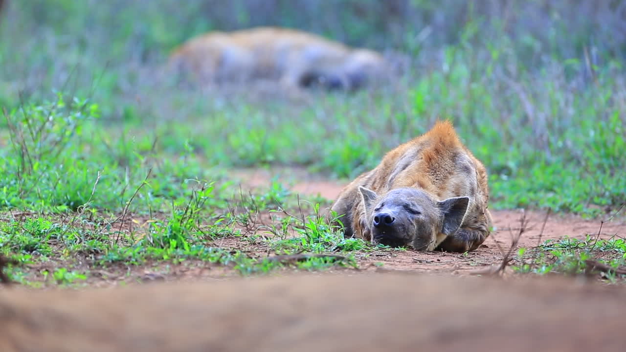 Una iena maculata giace addormentata su un sentiero degli animali con un'altra sullo sfondo sfocata all'inizio della primavera nel Grande Kruger.