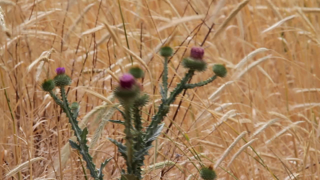 Spikey purple flowers on vicious looking Milk Thistle plant in grass