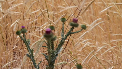 Spikey-purple-flowers-on-vicious-looking-Milk-Thistle-plant-in-grass