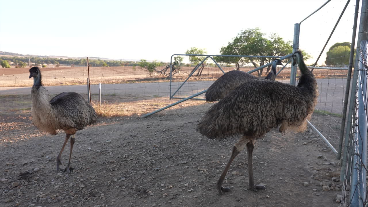Tiga emu dekat gerbang kandang di peternakan emu di Australia.
