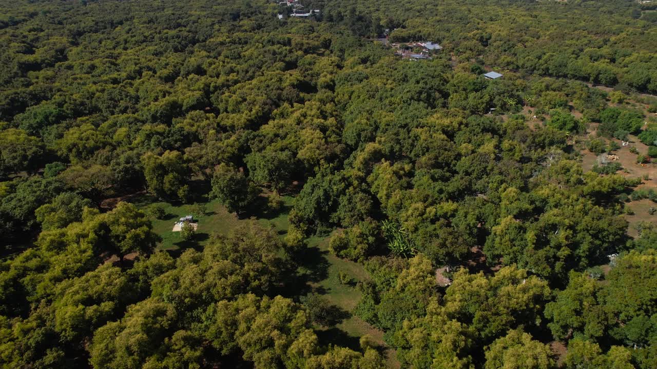 Ripresa aerea in allontanamento sopra rigogliosi alberi di avocado Hass verdi e gialli che rivela una piccola città e montagne in Michoacán, Messico