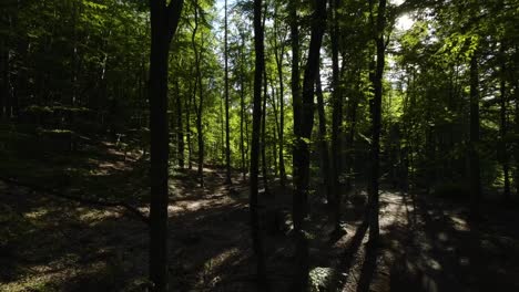 vuelo aéreo a través de un bosque sombreado que crea una atmósfera espeluznante