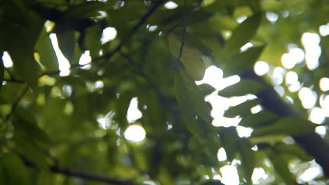 Panning-Shot-of-Leaves---Slow-Panning-Depth-of-Field-Shot