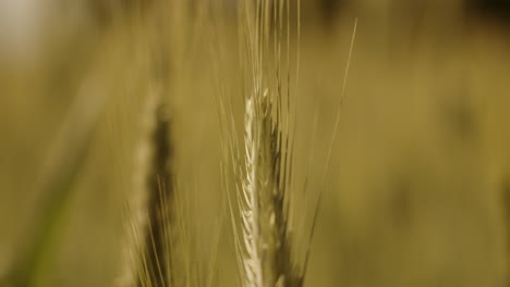 campo de trigo