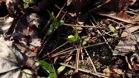 rusty dry ground in the forest, macro perspective of snail shell