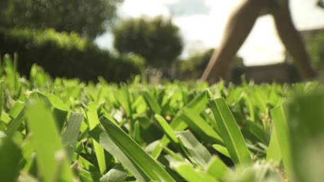 Macro-close-up-of-cleanly-cut-grass-in-foreground,-out-of-focus-lawn-mower-pushed-side-to-side-at-a-close-distance-to-the-lens