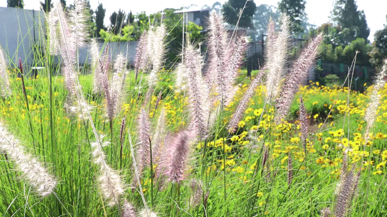 정원에서 갈대 잔디 꽃