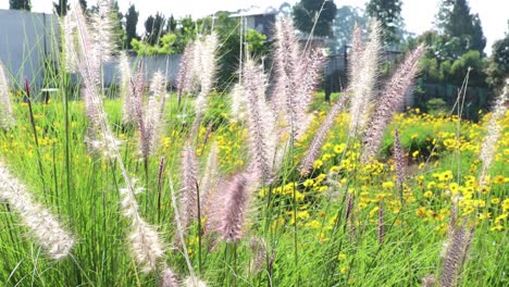 Flor-De-Hierba-De-Caña-En-El-Jardín