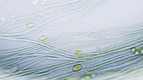 Cyanobacteria-and-green-algae-movement-under-microscope