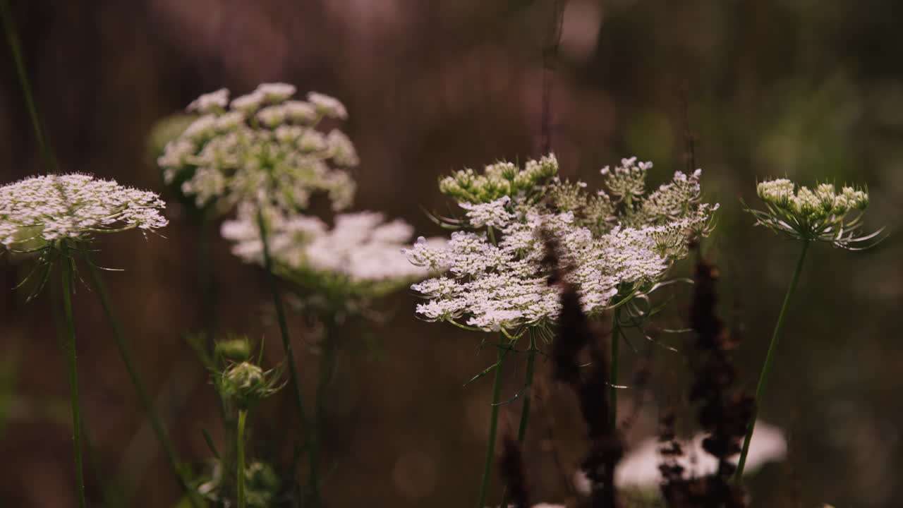 una foto cinematográfica de flores blancas en paquetes como diente de león, un insecto flota en el aire