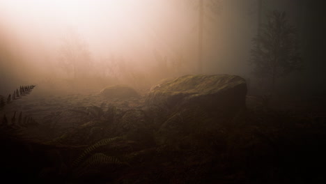 marvelous scenery of the coniferous forest at the end of autumn