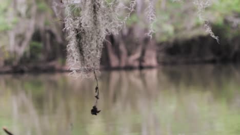 Cinematic-shot-of-cypress-moss-hanging-from-a-branch-while-passing-by-on-a-river