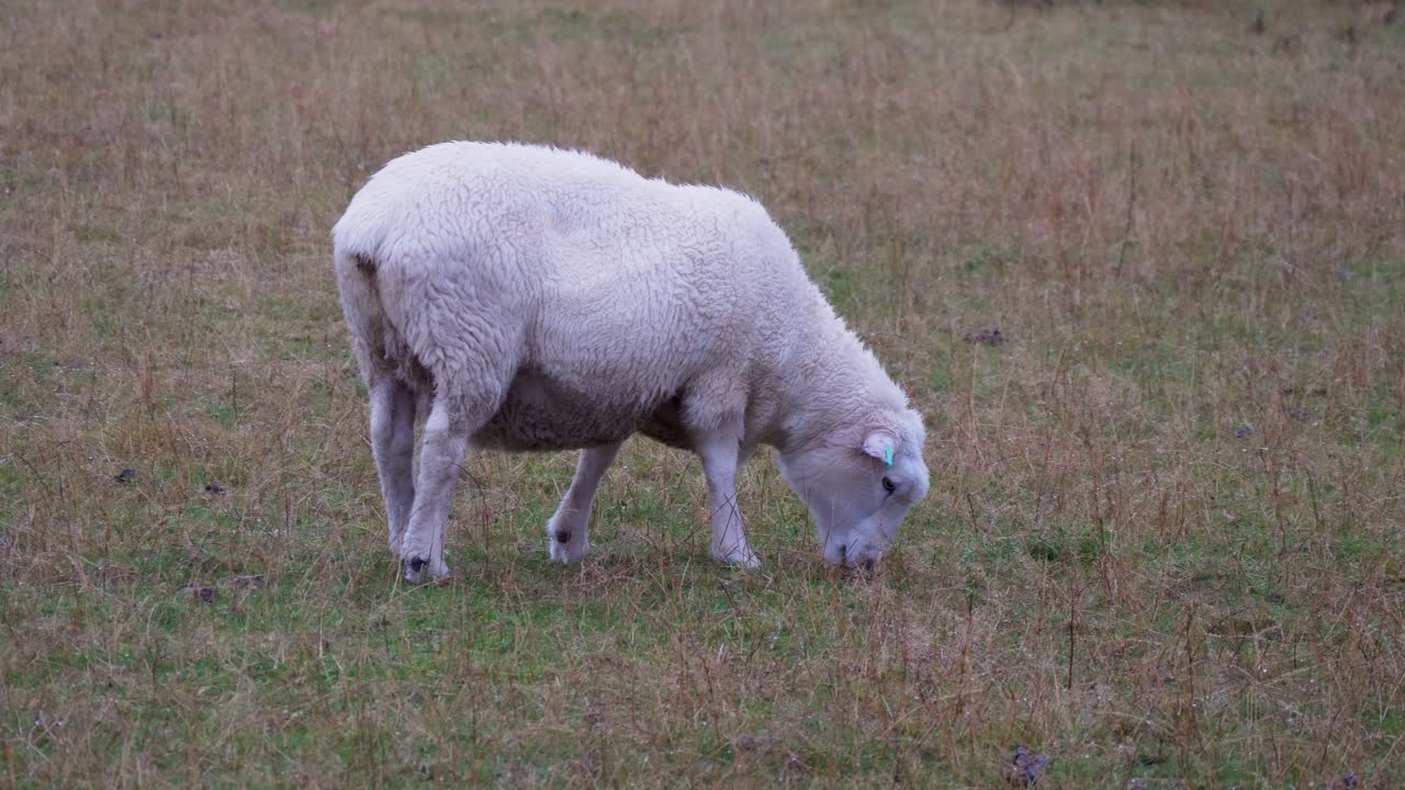 ovejas merino pastando en un campo en nueva zelanda