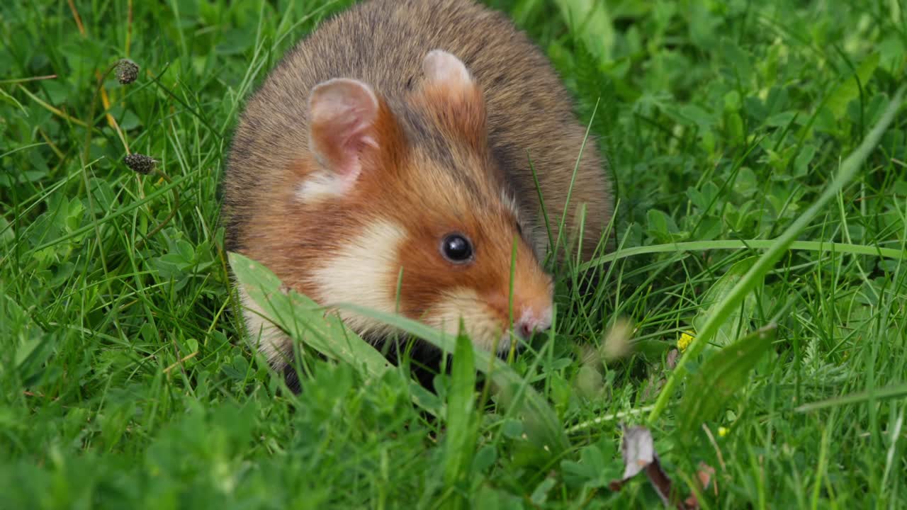 Hamster forrageando na grama baixa, close-up enquanto fareja e cava o chão, depois vira à direita e sai do enquadramento à esquerda. Comportamento natural de vida selvagem ao ar livre à luz do dia.